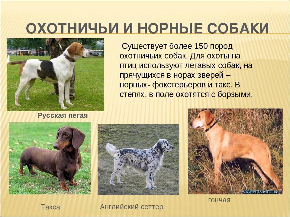 Всё про породу собак русская гончая