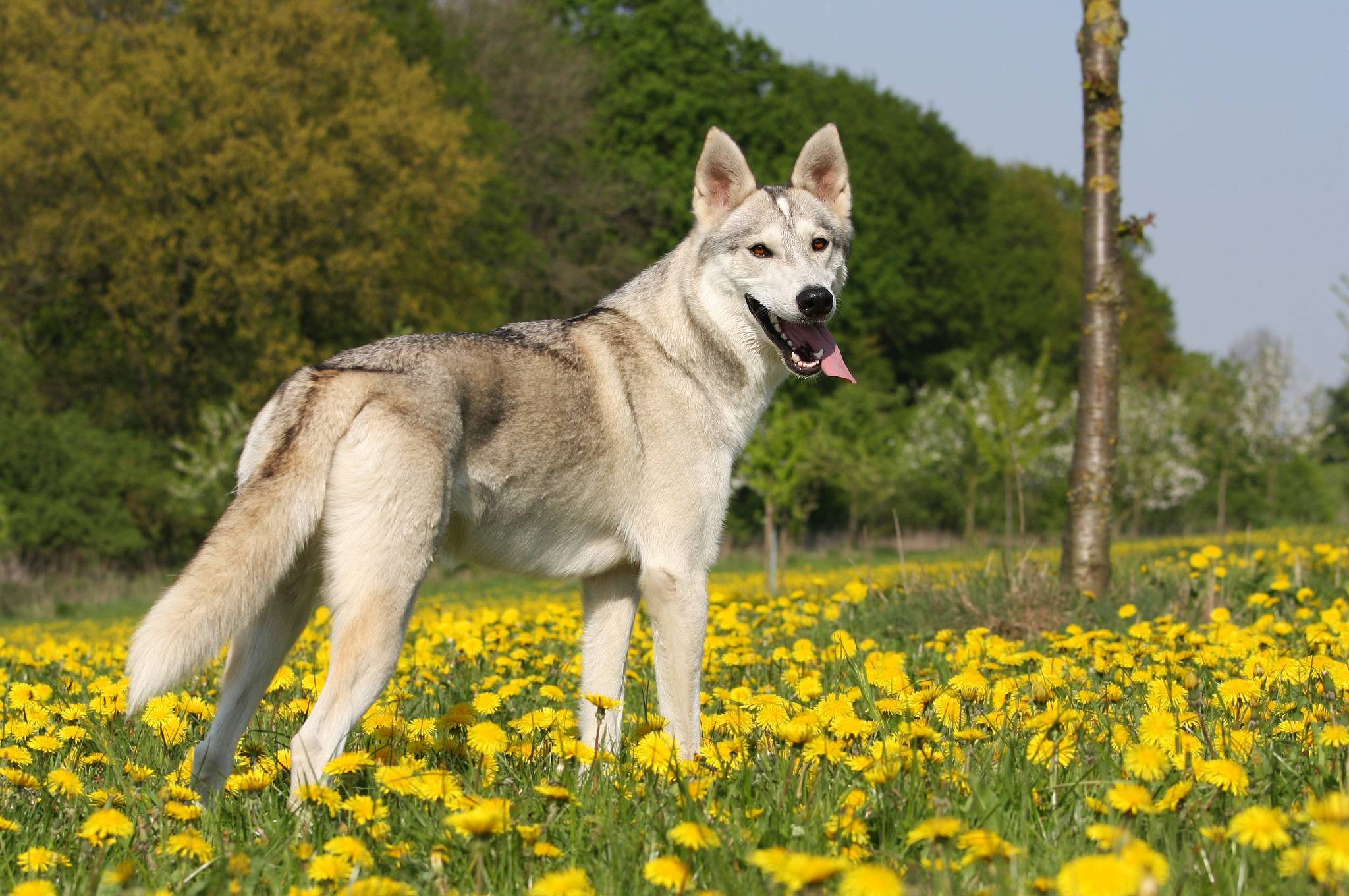 Тамаскан: описание породы, характер, уход (с фото). собака тамасканской породы