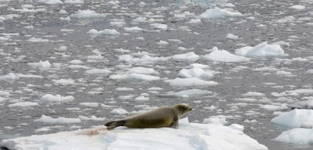Животные антарктиды доклад сообщение