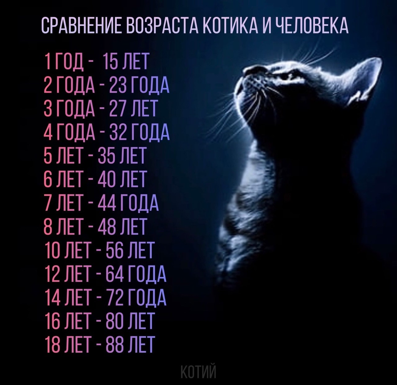 Сколько кошачьих лет по человеческим меркам. Возраст кошек. Кошачьи года. Сколько лет кошке. Кошачьи года на человеческие.