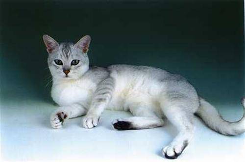 Кошка бурмилла: 49 фото, описание, окрас, характер, стандарт породы