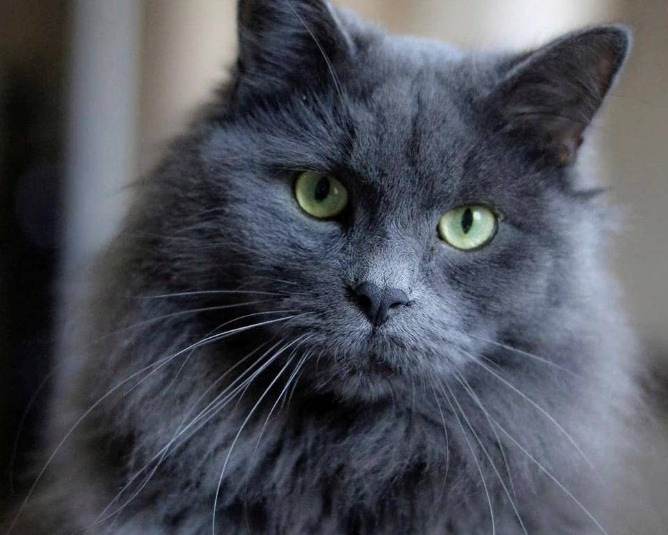 Нибелунг - кошка с особым характером. описание и фото :: syl.ru