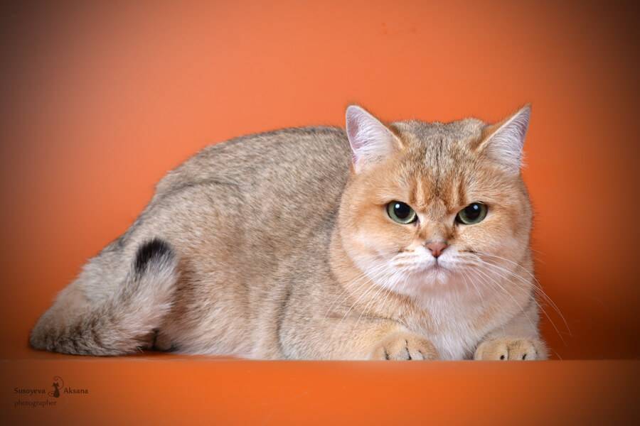 Золотая шиншилла  — кошка с особым характером