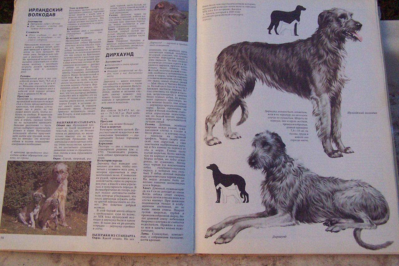 Ирландский волкодав: описание породы с фото — pet-mir.ru