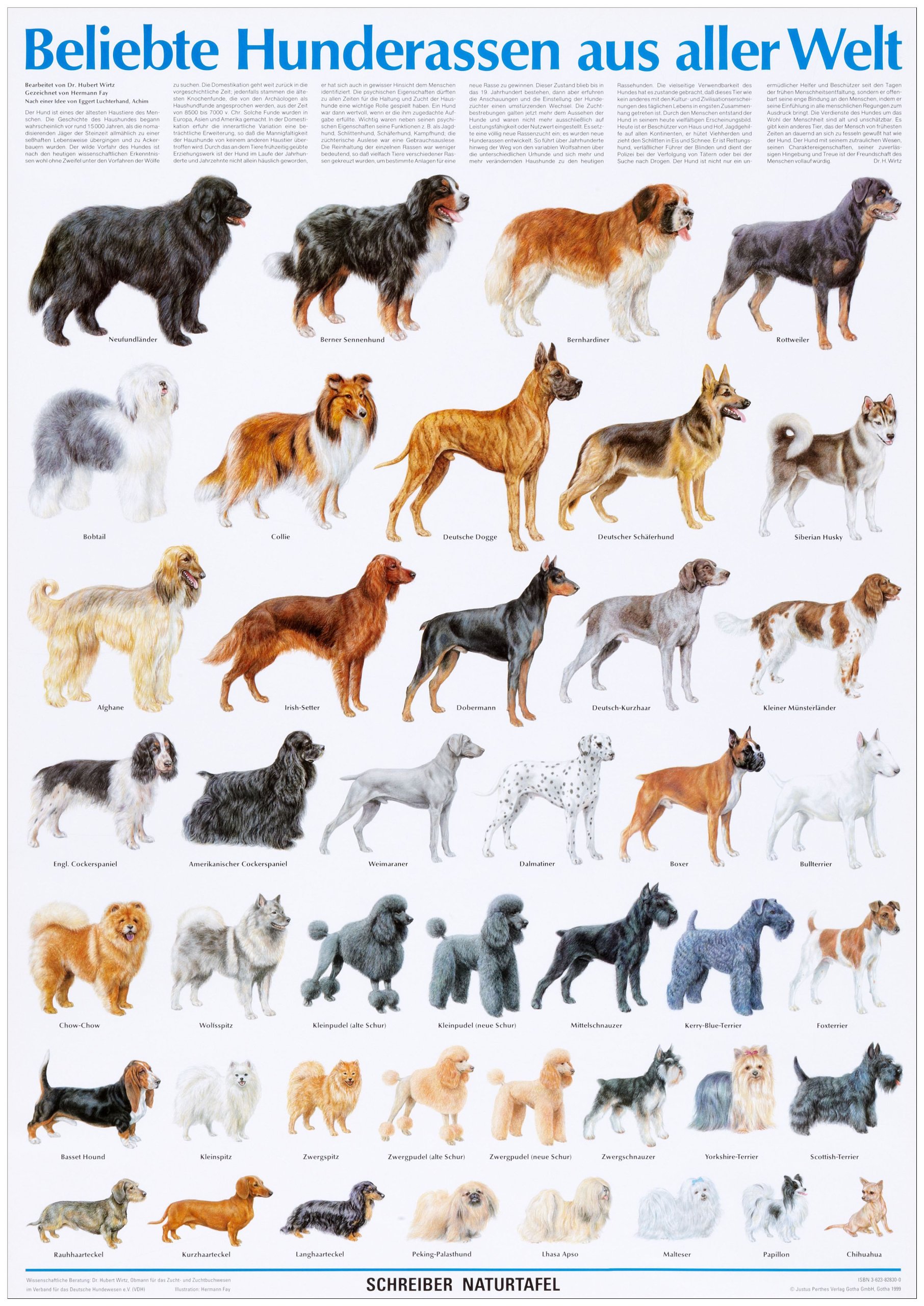 Самые добрые породы собак: какие они? | блог ветклиники "беланта"