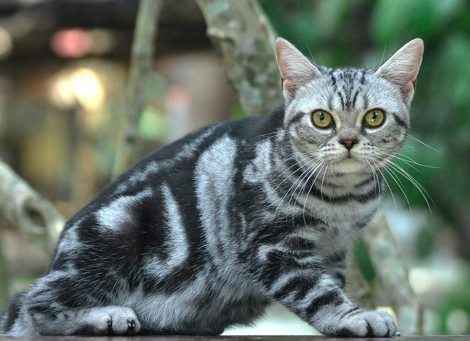 Американская короткошерстная кошка (фото): кошачий долгожитель - kot-pes