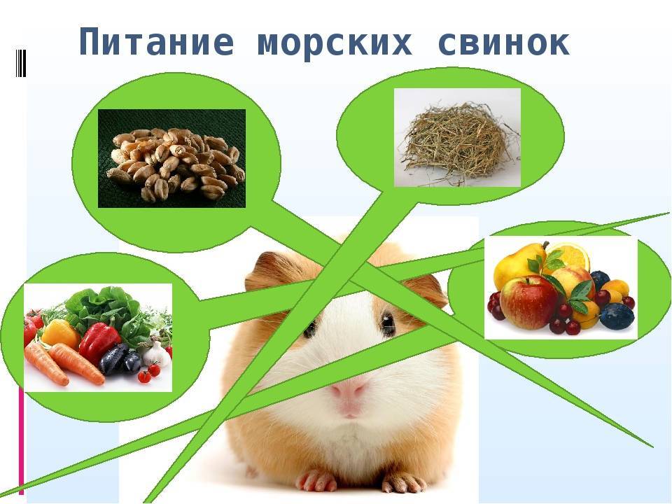 Что едят морские свинки, можно ли давать им лакомства и как правильно выбирать корм.