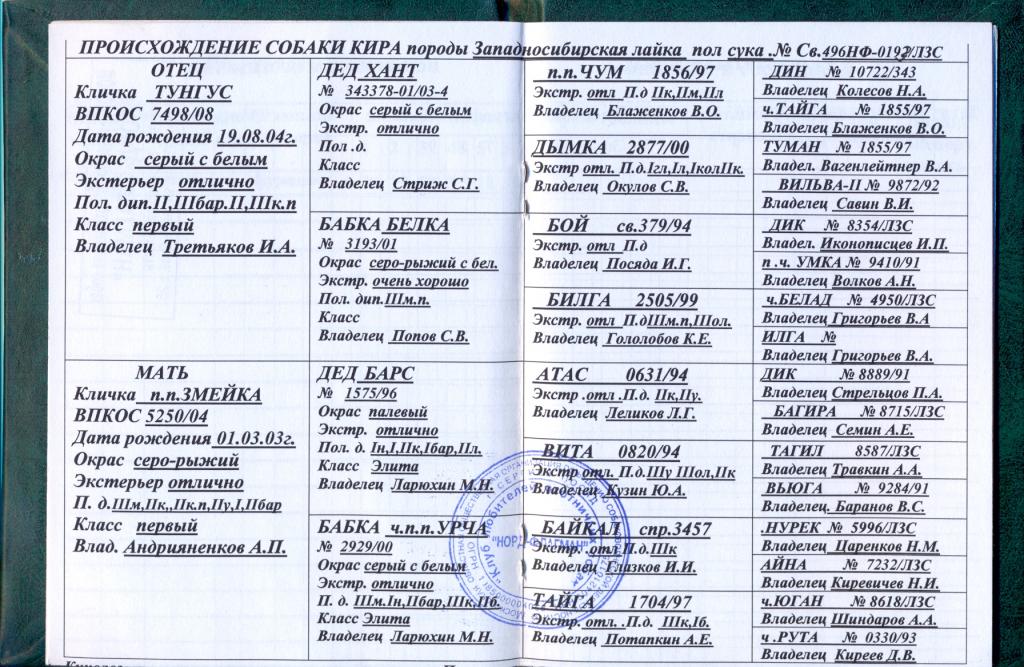 ᐉ клички для собак породы лайка: основные секреты выбора - ➡ motildazoo.ru