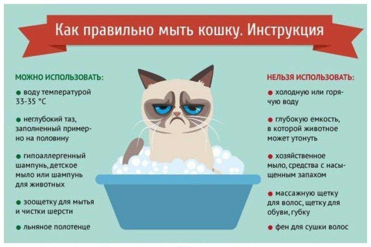 Как ухаживать за котёнком и взрослой кошкой в домашних условиях: правильная организация пространства, кормления, гигиены и ветпомощи кота