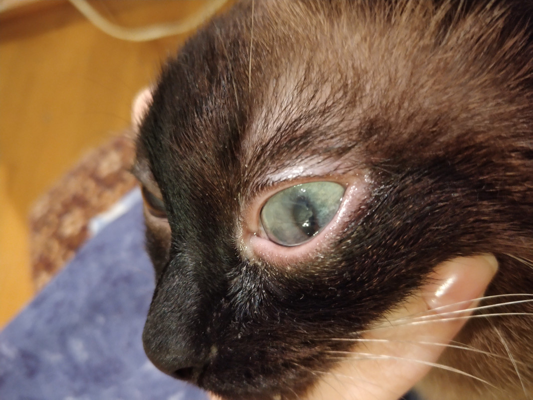 Симптомы, лечение и профилактика заражения котенка глистами: как проглистогонить малыша в домашних условиях?
