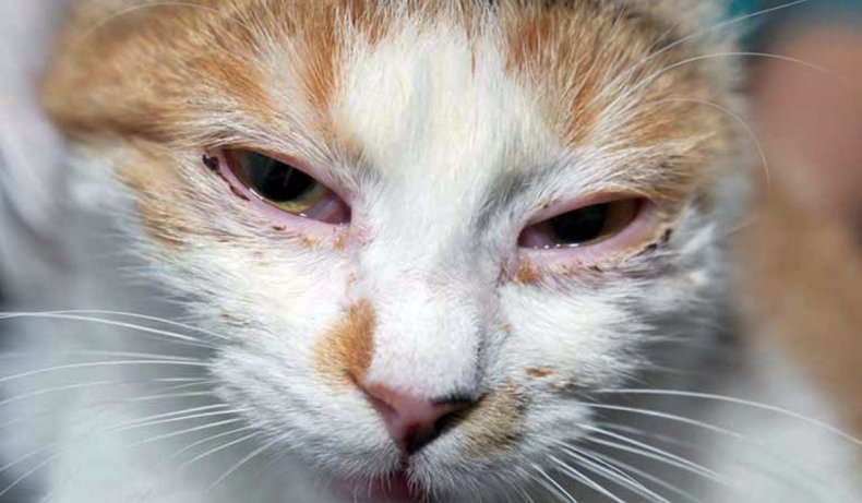 Конъюнктивит у кошек и котов — причины, способы, как лечить