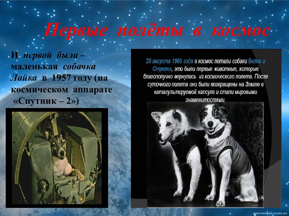 Животные которые летали в космос. Первые собаки в космосе. Первая собака полетевшая в космос. Собаки в космосе презентация.