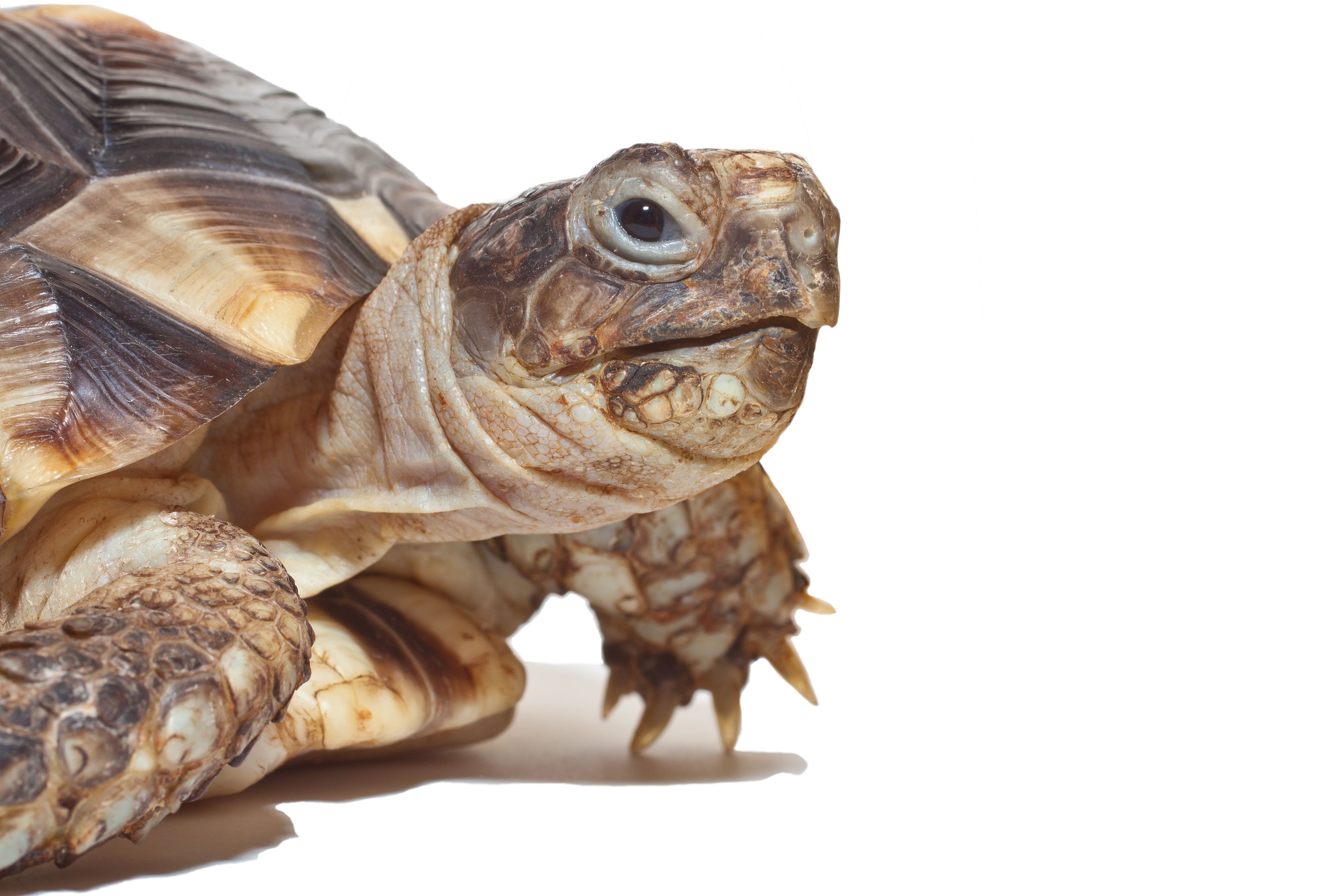 Возможные болезни красноухих черепах, общие симптомы и лечение | энциклопедия домашних животных