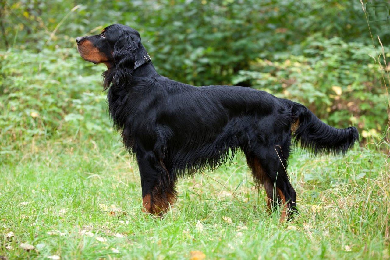 Собака шотландский сеттер гордон характеристика породы и описание