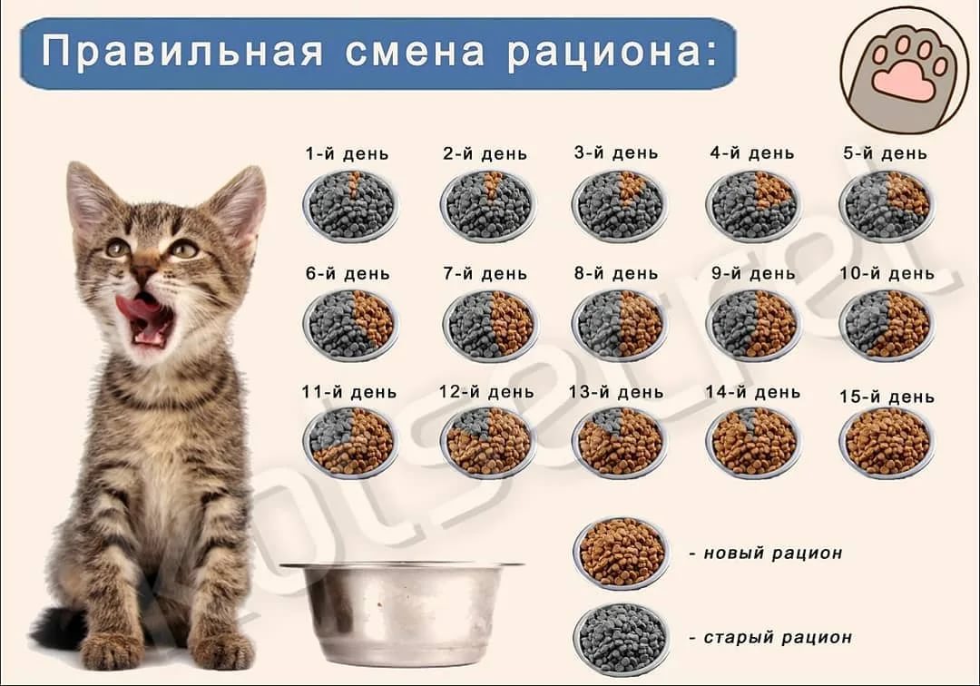 Как приучить вашего кота есть сухой корм: советы владельцам
