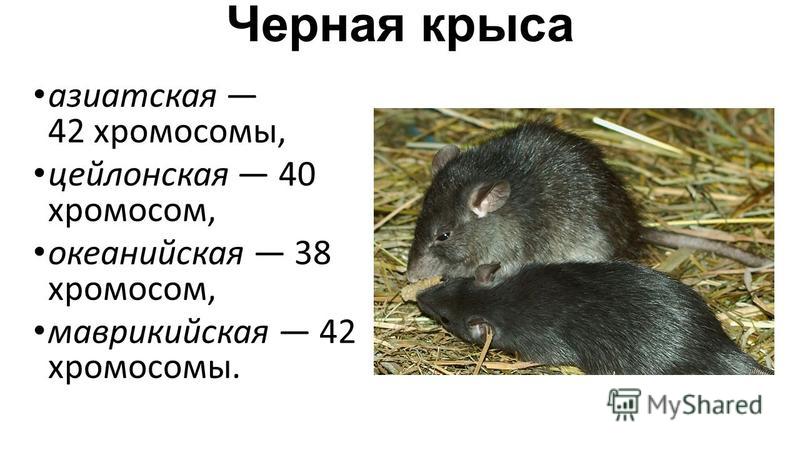 Черная крыса название