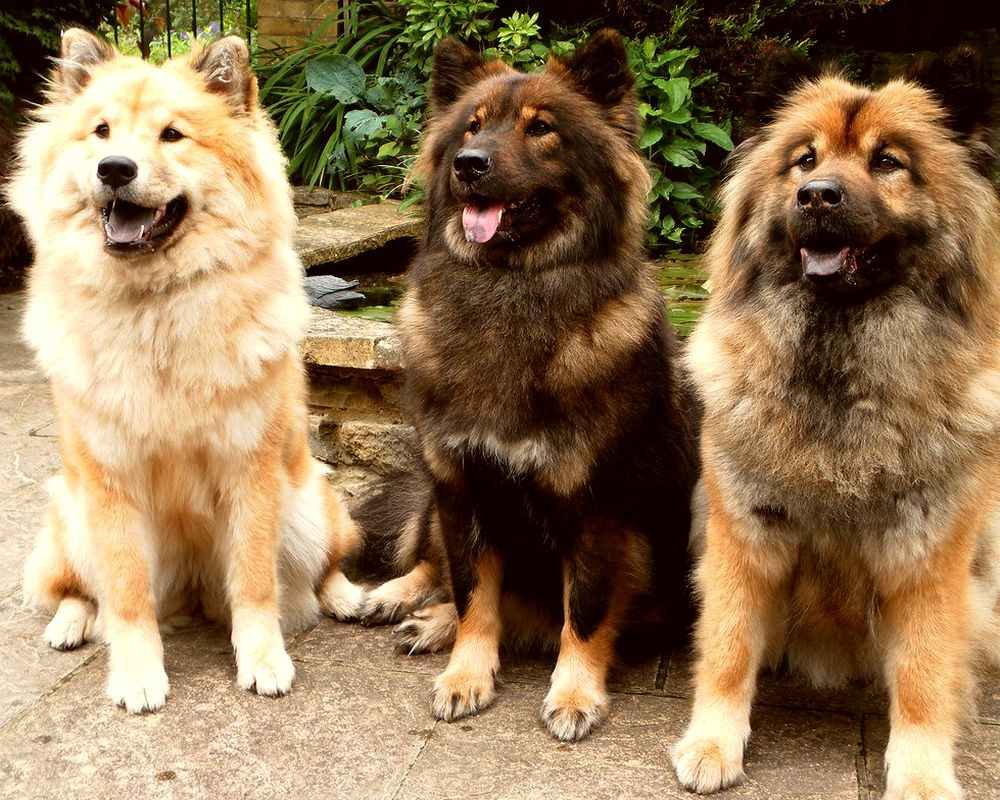 Евразиер — самая молодая немецкая порода собак