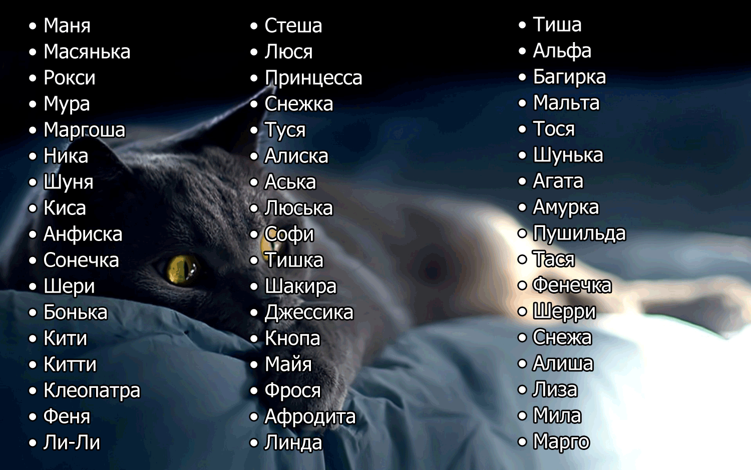 Как назвать сиамского кота