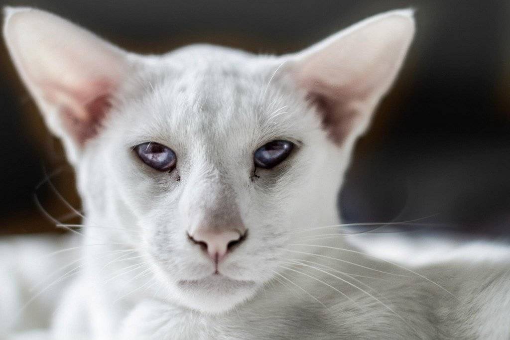 Белая кошка: породы и особенности содержания