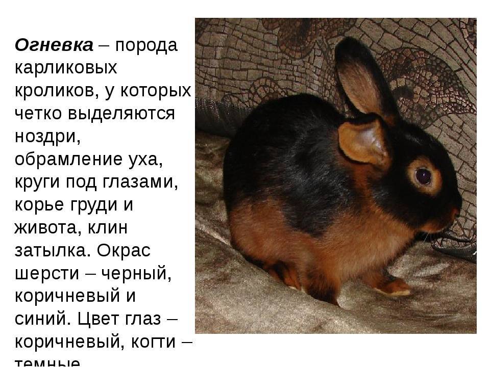 Породы декоративных кроликов с фотографиями и описанием, самые популярные виды домашних кроликов