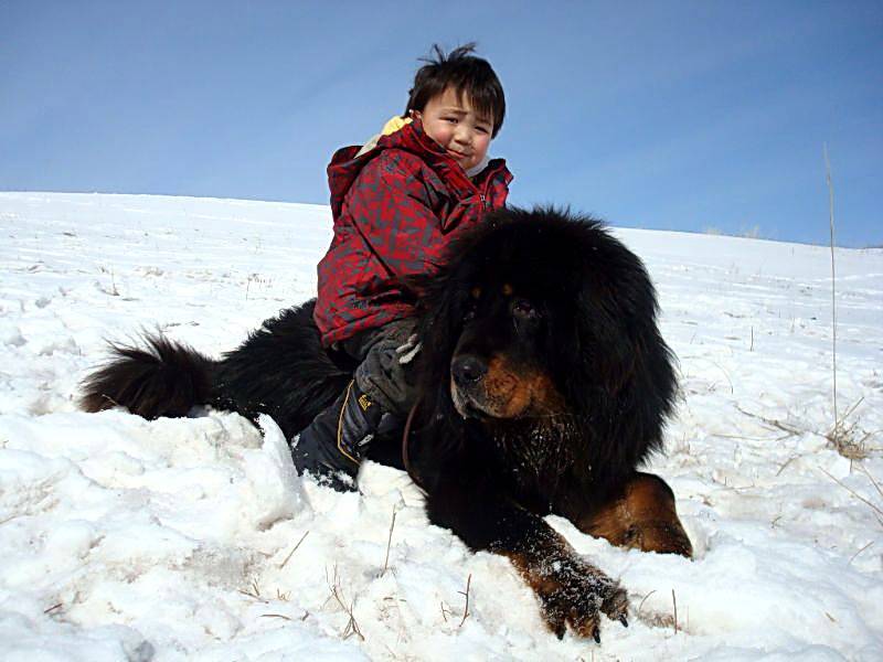 Монгольская овчарка банхар — описание породы, содержание собаки