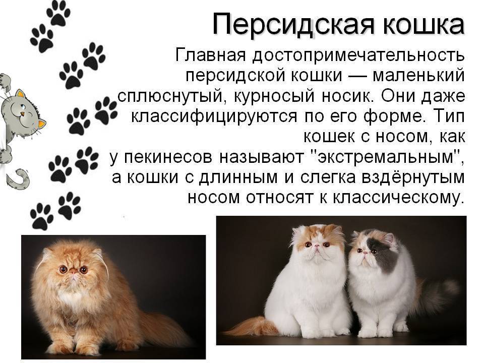 Персидская кошка: описание, характер, особенности ухода и фото ????