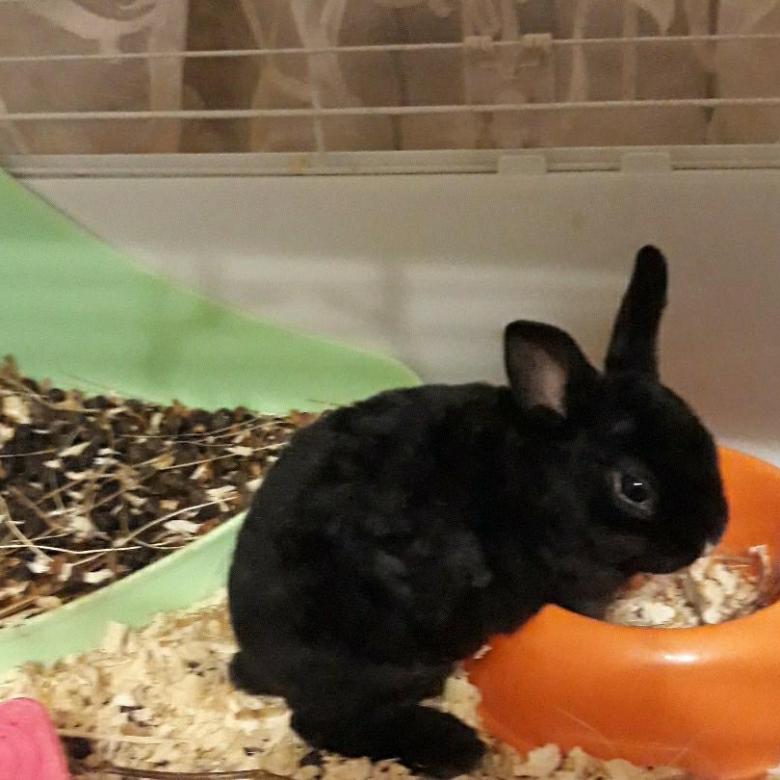 Декоративные кролики и их содержание