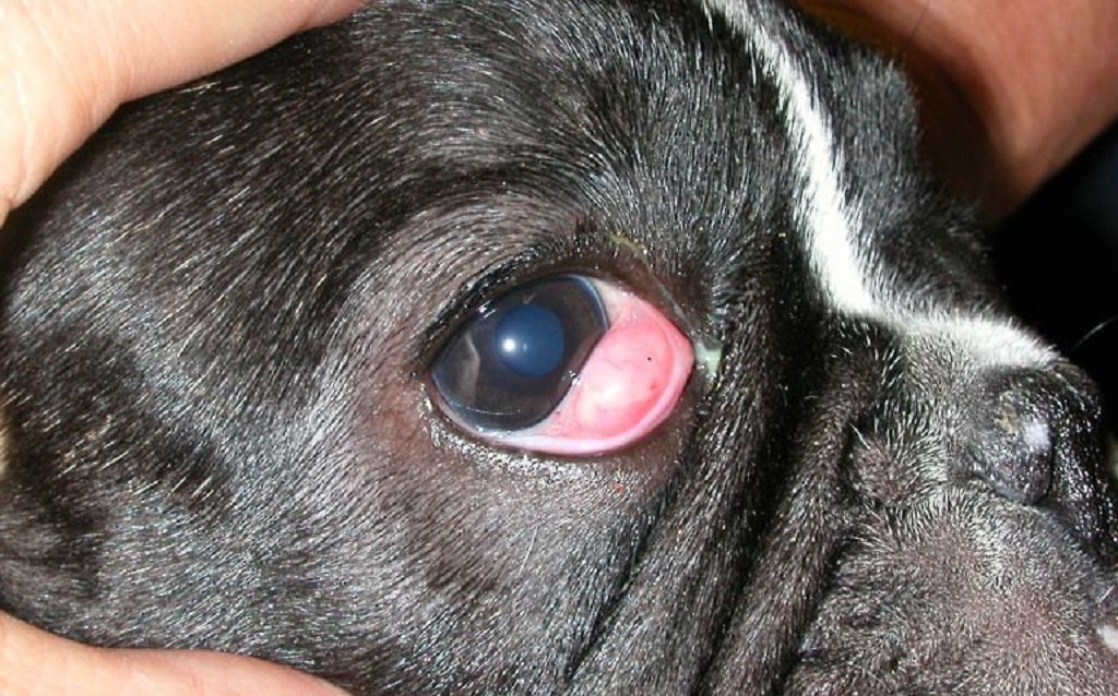 Кератит, увеит, конъюнктивит, иридоциклит – воспалительные заболевания глаза
