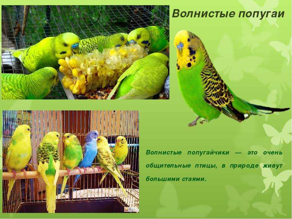 Волнистый попугай: уход и содержание в домашних условиях