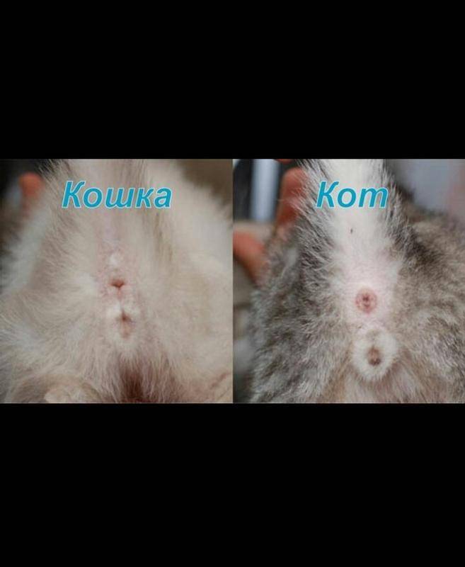 Кого лучше завести дома – кота или кошку?
