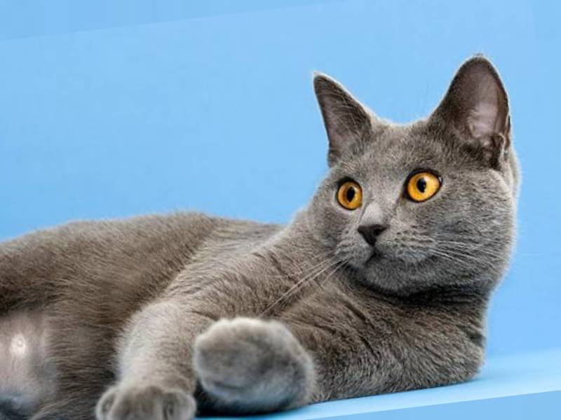 Шартрез, или картезианская кошка