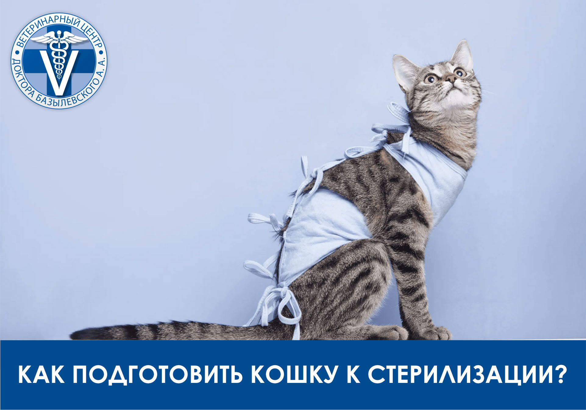 Когда стерилизовать кошку: лучший возраст по мнению ветеринаров, особенности операции в раннем, среднем и пожилом возрасте, можно ли стерилизовать кошку во время течки, беременности или после родов