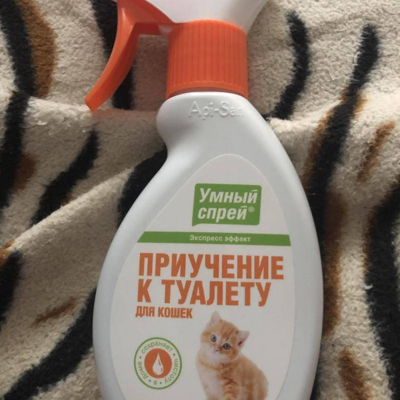 Как приучить котенка ходить в лоток: гарантированный результат за короткое время