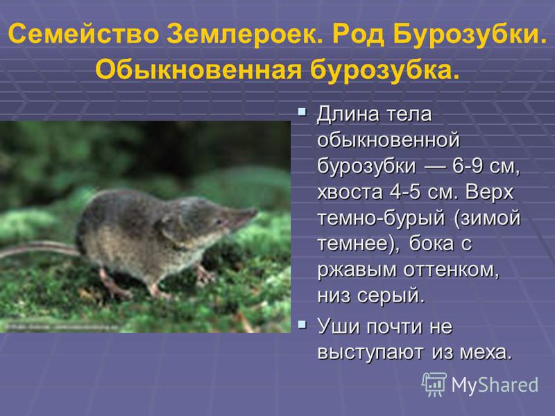 Как избавиться от землеройки: польза и вред, обзор лучших способов борьбы - физических, химических, отпугивателей