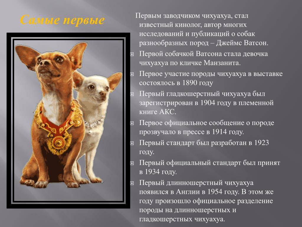 Чихуахуа