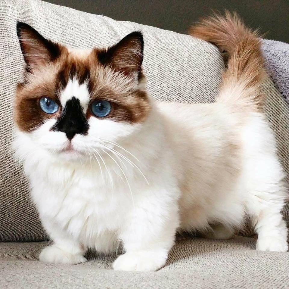 Самые редкие окрасы кошек