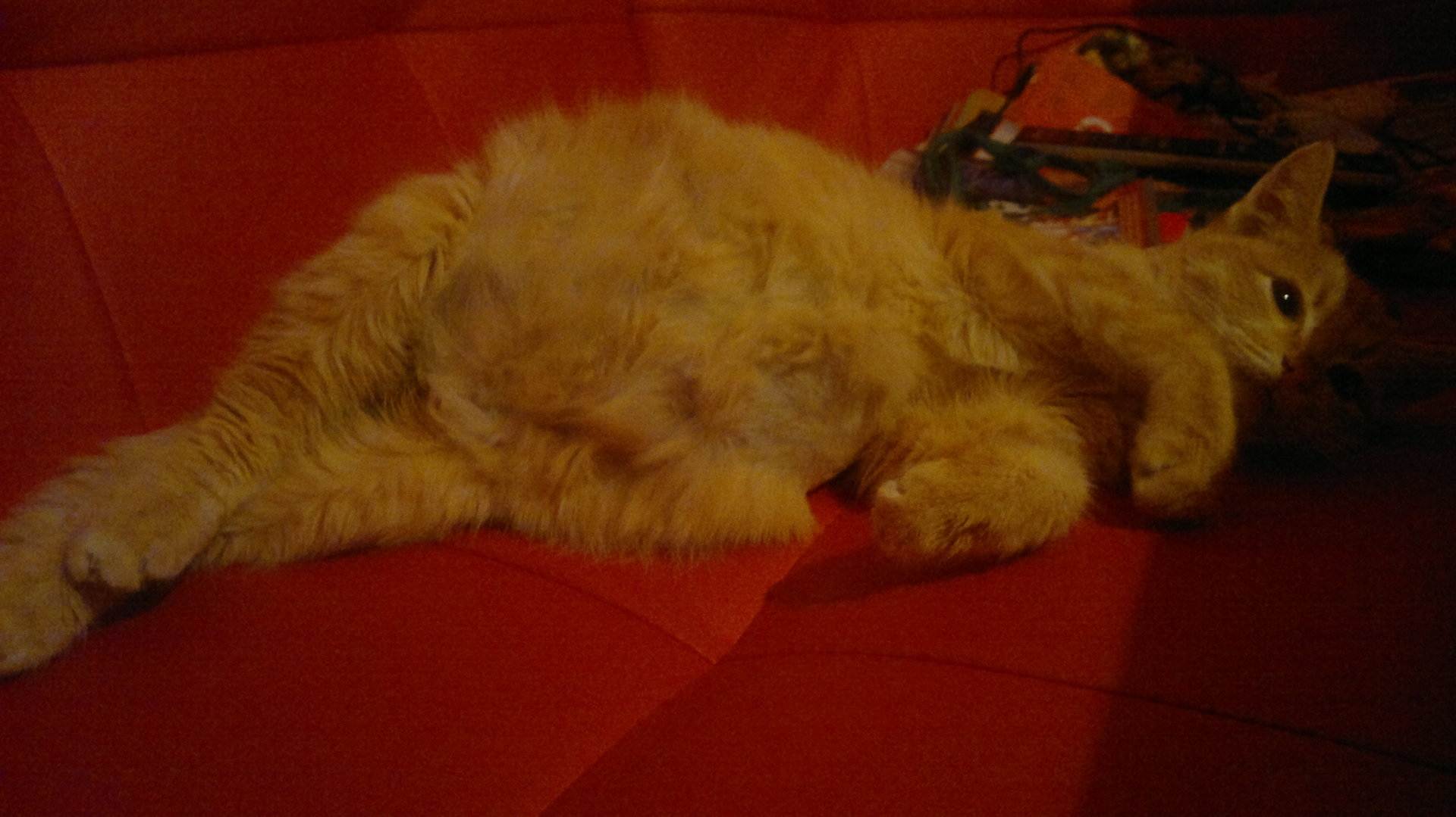 Асцит у кошек, его симптомы и лечение