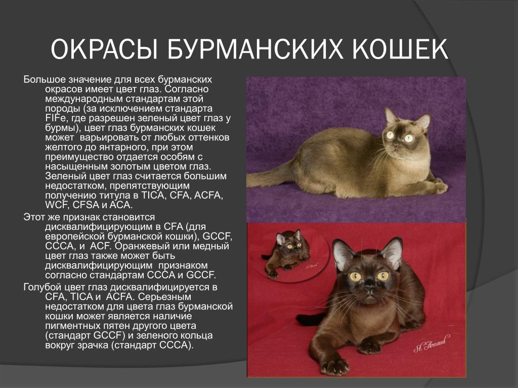 Все, что вы хотели знать о бурманской кошке - все о породах кошек с описанием, фотографиями и названиями.все о породах кошек с описанием, фотографиями и названиями.