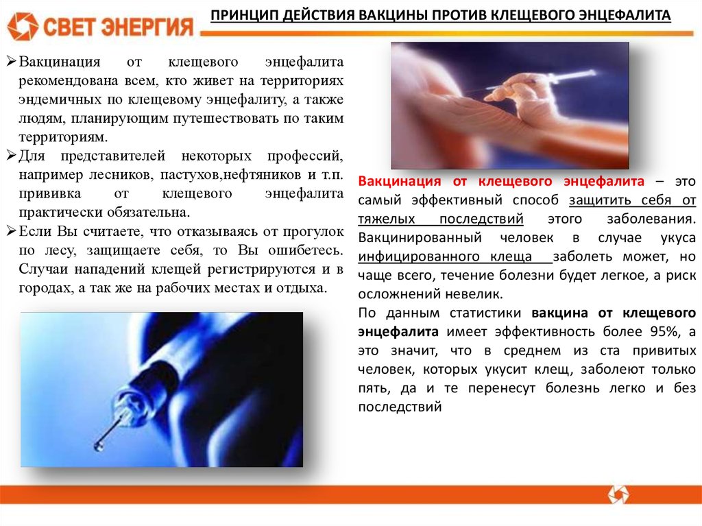 Прививка от бешенства кошке: первая, взрослой, беременной