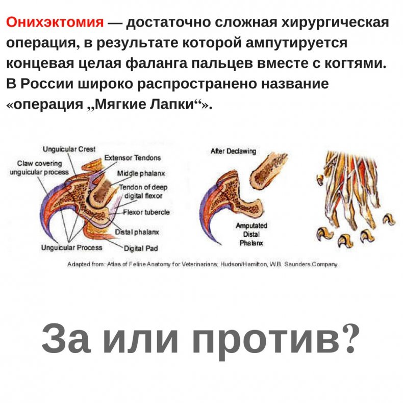Операция для кошек «мягкие лапки»: особенности процедуры и послеоперационный уход за питомцем
