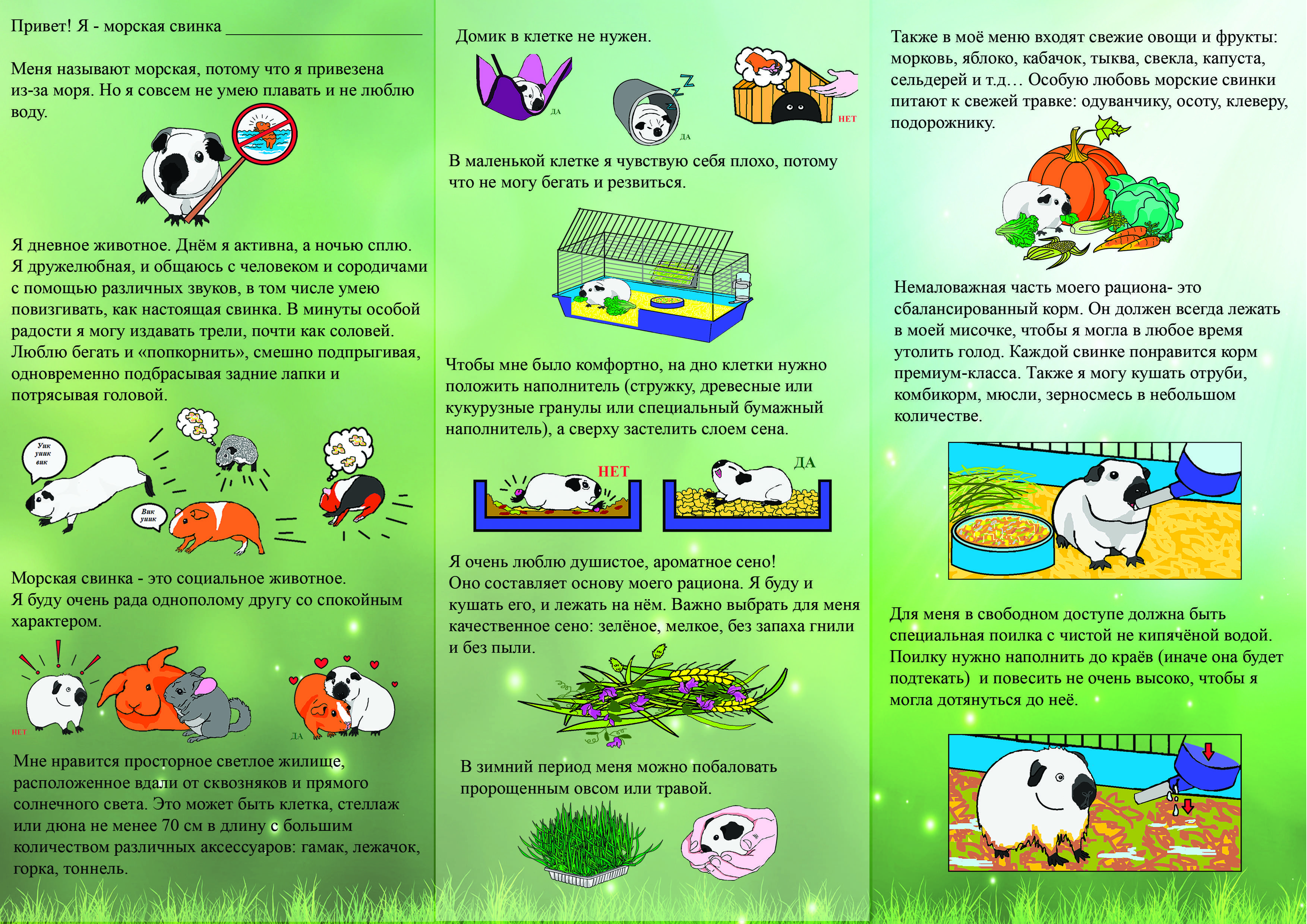Морская свинка: описание, породы, уход, образ жизни | планета животных