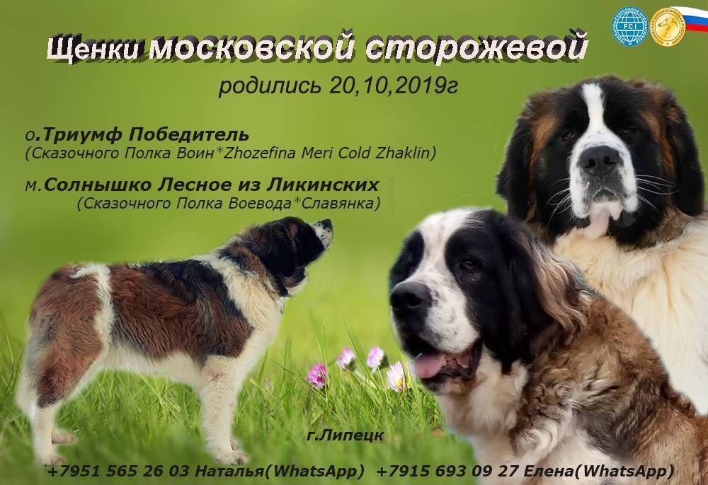 Московская сторожевая фото собаки, характеристика, характер, уход за щенками, отзывы, болезни