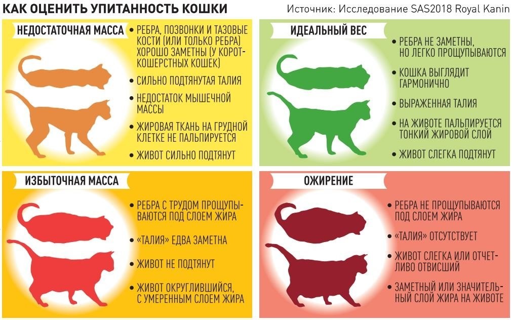 Ожирение у кошки | блог на vetspravka.ru