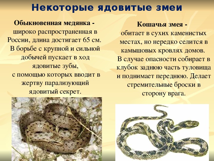 Медянка обыкновенная:описание фото,образ жизни,ядовита или нет
