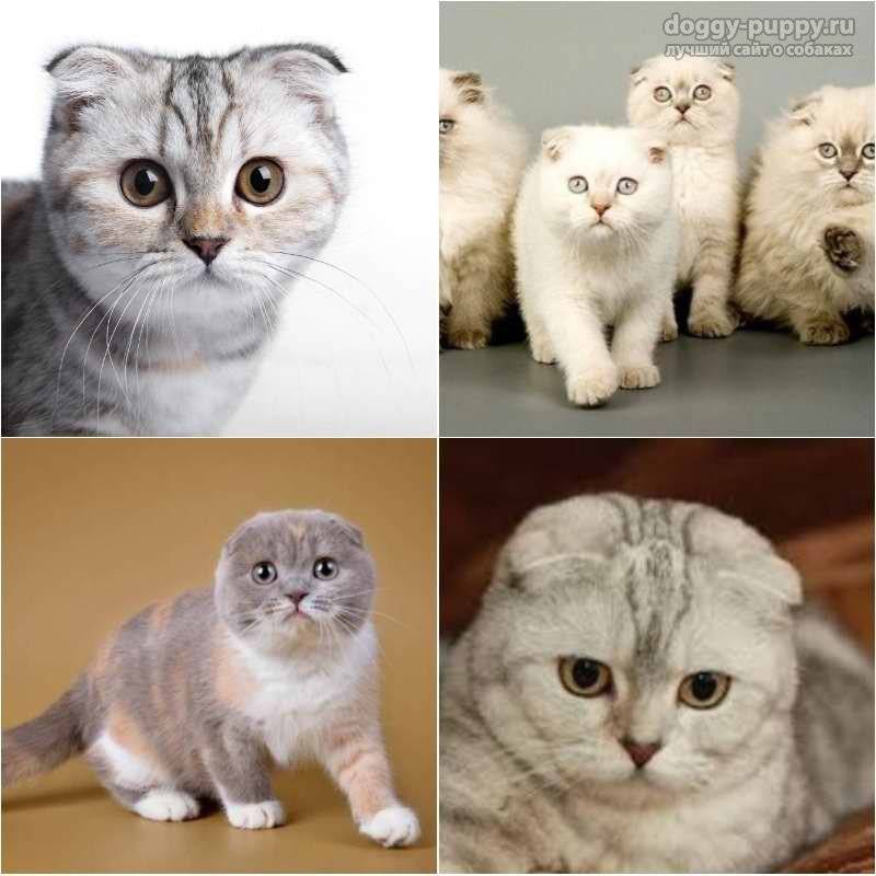 Шотландские вислоухие кошки
