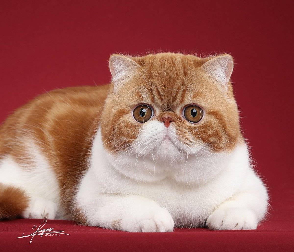 4 породы котов с приплюснутой мордой: плюсы и минусы, особенности ухода за кошками