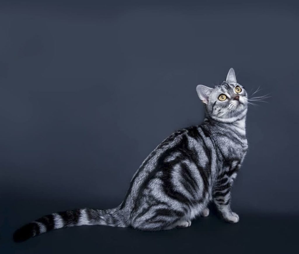 Американская короткошерстная кошка: описание гладкошерстной породы