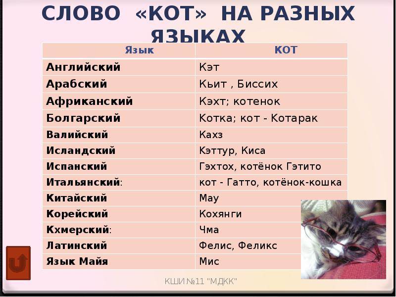 Японские имена для кошек
