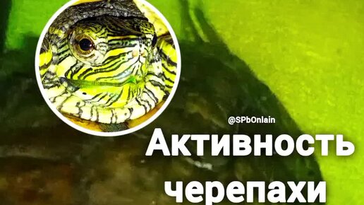 Красноухая черепаха | virtual laboratory wiki | fandom