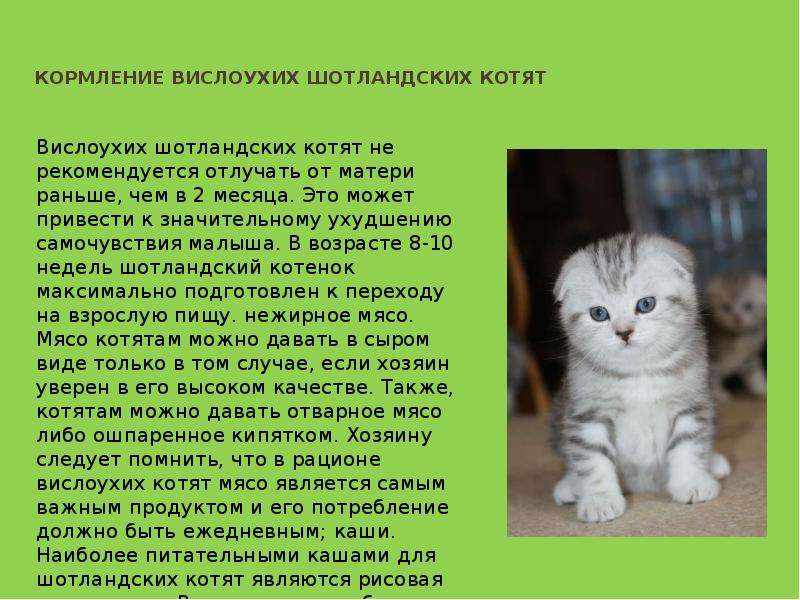 Кормление британских котят